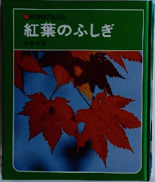 紅葉のふしぎ