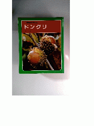 科学のアルバム　ドングリ