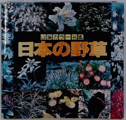 山溪カラー名鑑 日本の野草