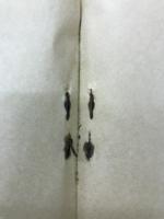紙魚小誌　第十輯