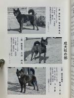 甲斐犬　平成11年号　第97号