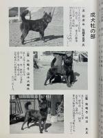 甲斐犬　平成16年　第107号