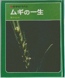 ●科学のアルバム　ムギの一生