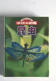昆虫