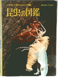 昆虫の図鑑