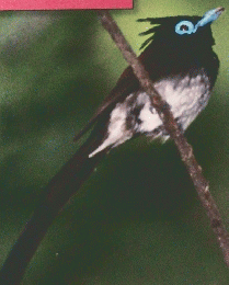 野鳥の世界　11/4/26