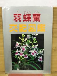 羽蝶蘭交配図鑑