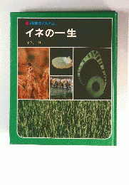 イネの一生　科学のアルバム