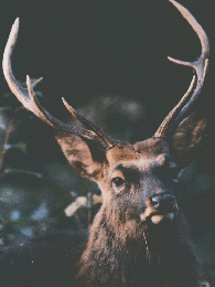 Nature　World