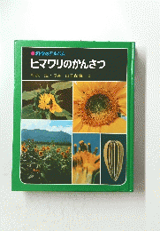 ヒマワリのかんさつ