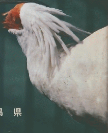 越佐の鳥をたずねて