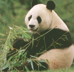 動物の世界 原色学習ワイド図鑑 Picture Encyclopedia 21