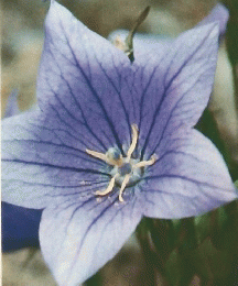 朝日百科 7　世界の植物　12月28日号