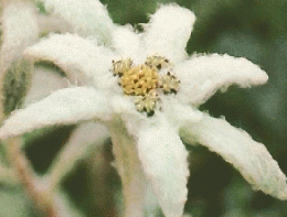 朝日百科 2　世界の植物