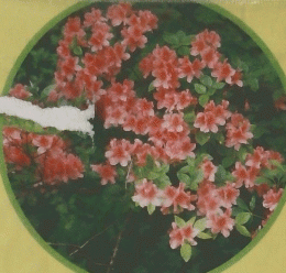 眺める食べる撮る生ける身近な山野草