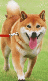 しぜん　１　いぬ
