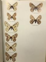 Butterflies of the Holarctic Region 　蝶類図鑑3冊セット