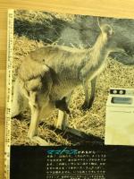 こども家の光 昭和38年2月号