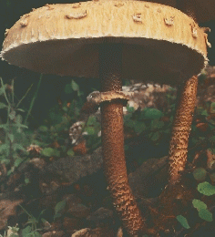 キノコの世界　