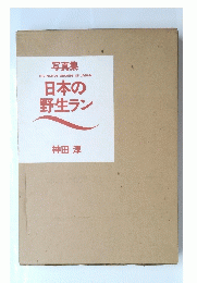 日本の野生ラン