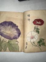 花壇朝顔通
