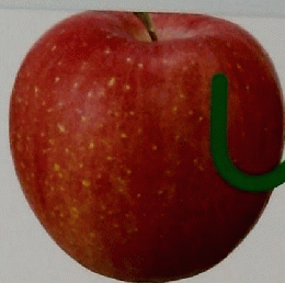 しぜん　10　りんご