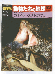 朝日百科　動物たちの地球　103　両生類・爬虫類　7　カナヘビ・スナトカゲ ほか