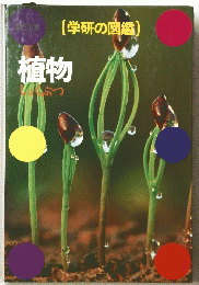 植物