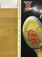 バレーボールマガジン　1978年1月号