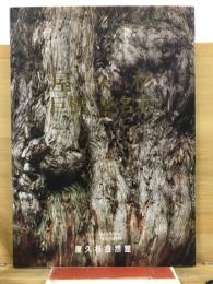 屋久杉巨樹・著名木 : 屋久杉自然館屋久杉巨樹・著名木調査報告