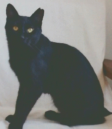 ねこのきもち　2019　10