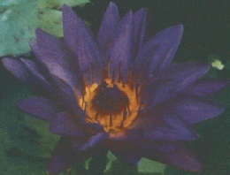 咲くやこの花館ガイドブック