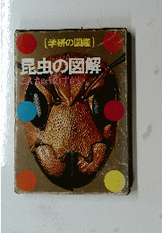 昆虫の図解