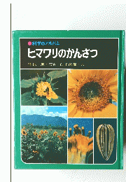 ヒマワリのかんさつ
