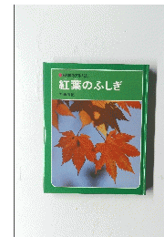 紅葉のふしぎ