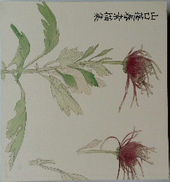 山口蓬春素描集