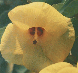 植物の世界　19７５年９月２４日号