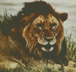 野生動物写真　HASSELBLAD