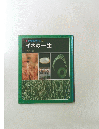 科学のアルバム 26 イネの一生