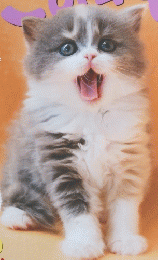 ねこのきもち11　2014　Vol114