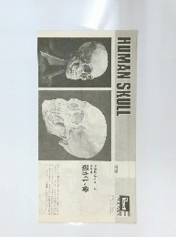HUMAN　SKULL