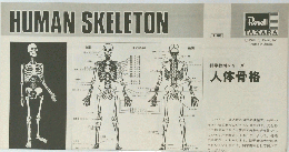 科学教材シリーズ 人体骨格