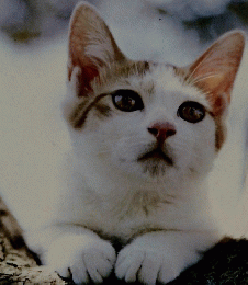 ねこ・猫・ネコ