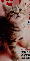 ねこのきもち　２０１４年１２月号　Vol.115