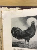養鶏講義 : 実用理論