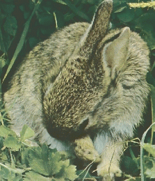動物の世界　4