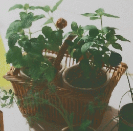 Herbs　tiny garden 4号
