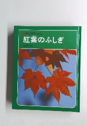紅葉のふしぎ