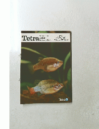 Tetra 1980年冬号