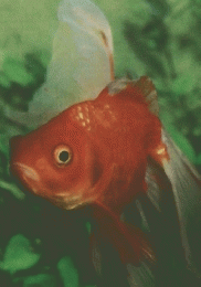 Aquarium Digest International Tetra　5